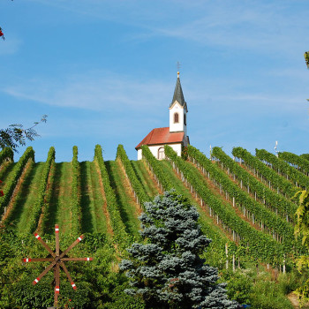 Et kapell midt blant vinranker i St. Stefan, Østerrike.