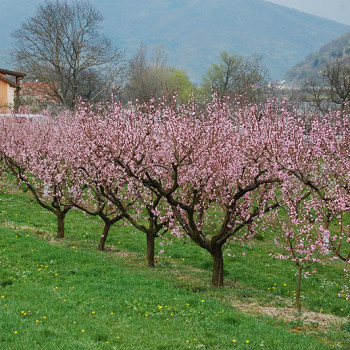 Våryr - Aprikostrær i full blomst i Wachau i Niederösterreich