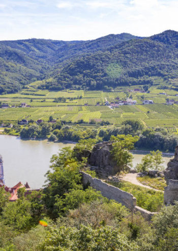 Vinsmaking i Wachau, Niederösterreich, Østerrike