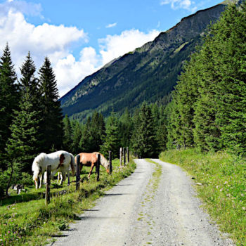 Hester som beiter i Lignitztal, Lungau, Salzburgerland.