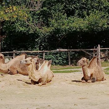 Kameler i Tierpark Herberstein