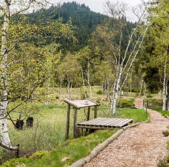 Hochmoor i Nationalpark Hohe Tauern