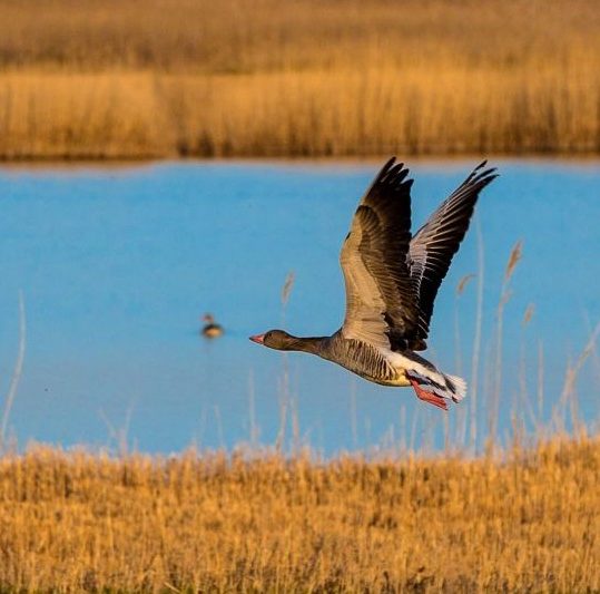 Fugletitterparadiset Nasjonalpark Neusiedler See – Seewinkel